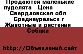 Продаются маленькие пуделята › Цена ­ 10 000 - Свердловская обл., Среднеуральск г. Животные и растения » Собаки   